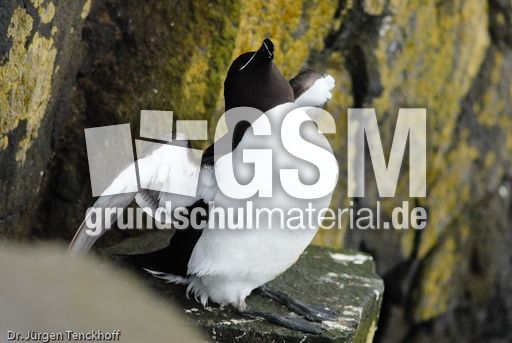 Tordalk (6 von 11).jpg